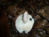 Russula velenovskyi image