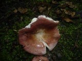 Russula velenovskyi image