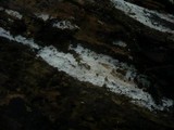 Sistotrema brinkmannii image