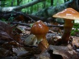 Suillus grevillei image