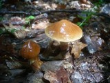 Suillus grevillei image