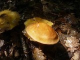 Suillus grevillei image
