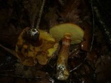 Suillus grevillei image