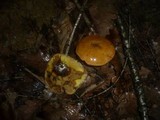 Suillus grevillei image