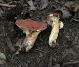 Lactarius hygrophoroides image