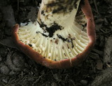 Lactarius hygrophoroides image