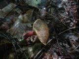 Boletus chrysenteron image