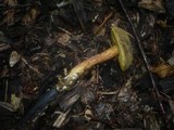 Boletus ferrugineus image