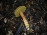 Boletus ferrugineus image