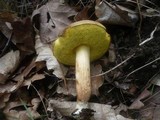 Boletus subtomentosus image