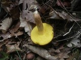 Boletus subtomentosus image