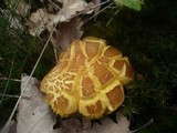 Boletus subtomentosus image