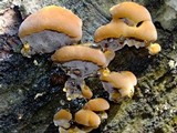 Xanthoporia radiata image