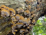 Xanthoporia radiata image