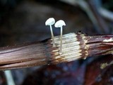 Marasmius epiphyllus image