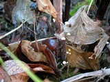 Marasmius epiphyllus image
