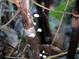 Marasmius epiphyllus image