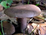 Tylopilus plumbeoviolaceus image