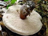 Tylopilus plumbeoviolaceus image