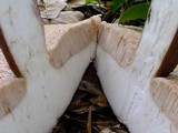 Tylopilus plumbeoviolaceus image