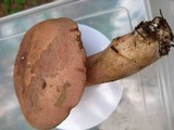 Tylopilus rubrobrunneus image