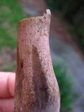 Tylopilus rubrobrunneus image