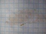 Tylopilus rubrobrunneus image
