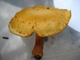 Gymnopilus aeruginosus image