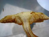 Gymnopilus aeruginosus image