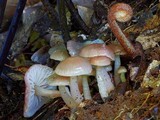 Gliophorus graminicolor image