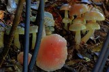 Gliophorus graminicolor image