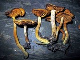 Gymnopilus aeruginosus image