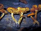 Gymnopilus aeruginosus image