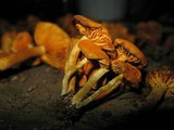 Gymnopilus aeruginosus image