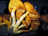 Gymnopilus aeruginosus image