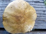 Amanita flavorubens image