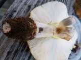 Amanita flavorubens image