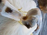 Amanita flavorubens image