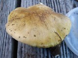 Amanita flavorubens image