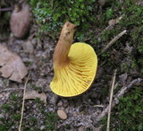 Phylloporus rhodoxanthus image