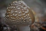 Amanita brunnescens image