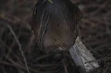 Tricholoma portentosum image