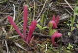 Clavaria rosea image