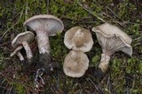 Cleistocybe vernalis image