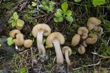 Pachycudonia monticola image