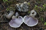 Sarcosphaera coronaria image