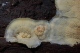 Merulius tremellosus image