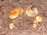 Cortinarius polymorphus image