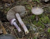 Inocybe geophylla var. lilacina image