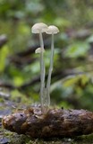 Roridomyces roridus image